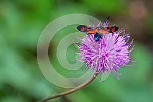 Black and red butterfly on a purple flower