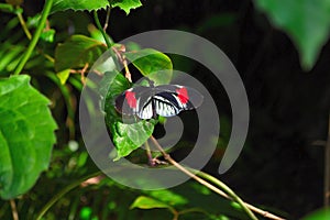 Black & red butterfly