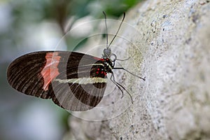 A black and red butterfly on a stone