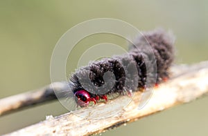 Black and red caterpillar