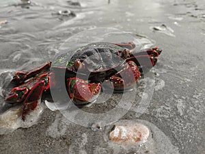 A black and red crab freshwater crab on a beach