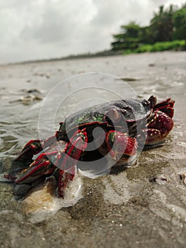 A black and red crab freshwater crab on a beach