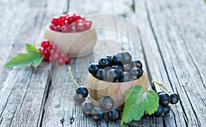 Black and Red Currants