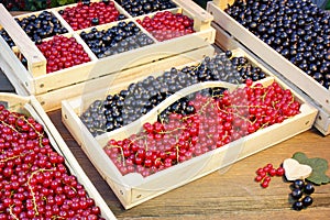 Black And Red Currants Berries Harvest In The Garden