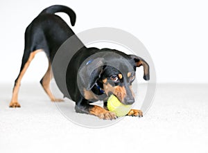 A Dachshund mixed breed dog chewing on a tennis ball in a play bow position