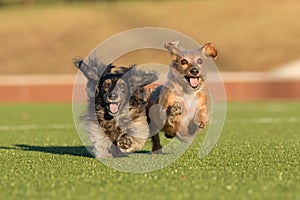 Two dachshunds running joyously photo