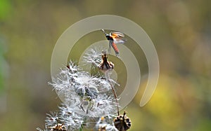 A black red firebug that rises in flight from hairy fleabane