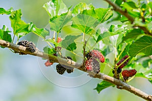 Black and red fresh mulberry fruit on the branch of tree in agriculture garden Morus nigra, Moraceae.
