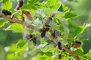 Black and red fresh mulberry fruit on the branch of tree in agriculture garden Morus nigra, Moraceae.