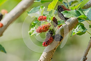 Black and red fresh mulberry fruit on the branch of tree in agriculture garden Morus nigra, Moraceae.