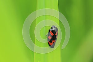 Black-and-red froghopper