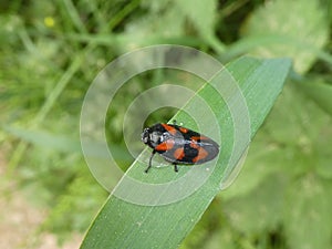 black-and-red froghopper black red in the green grass