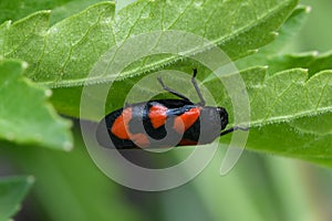 black and red froghopper - Cercopis Vulnerata