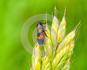 black and red or froghopper image