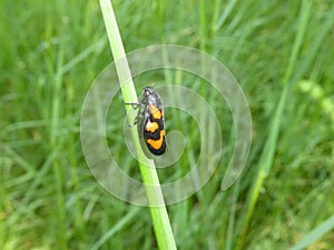 Black-and-red froghopper in the meadow
