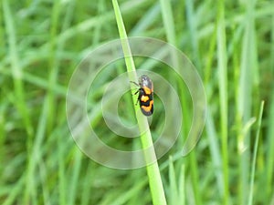 Black-and-red froghopper in the meadow
