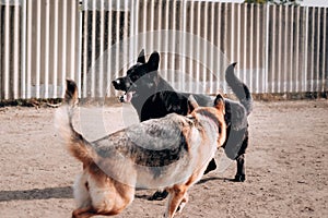 Black - black-red German shepherd kennel of German shepherds working breeding. Two adult German shepherds.