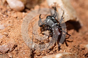 Black and red ground spider with prey - Poecilochroa sp