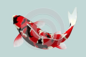 Black and Red Koi Fish