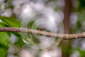 Black and red ladybug crawling on a tree branch.