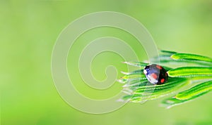 Black with red ladybug spots on grass in spring or summer morning