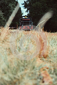 Black and red locomotive going through colorful wild weeds