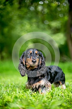 A black and red Long-haired Dachshund dog