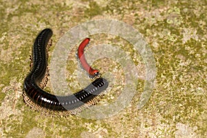 Black and red millipede meeting