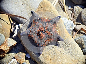 Black and red sea star Patiria pectinifera from Japanese sea, on stone. Russia photo