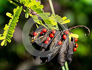 BLACK AND RED SEEDS IN A POD