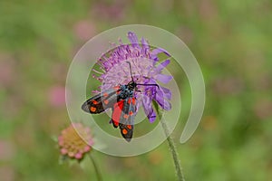 Six-spot burnet moth on a purple flower photo