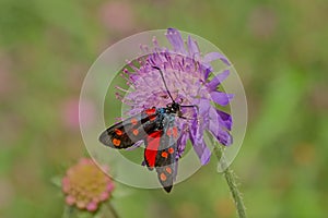 Six-spot burnet moth on a purple flower photo