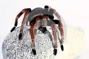 A black and red spider crawling on a stone
