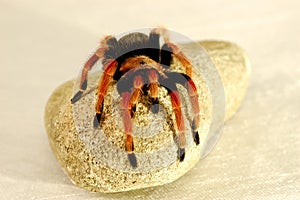 A black and red spider crawling on a stone