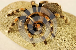 A black and red spider crawling on a stone