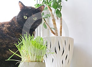 black with red spots cat eats grass at home on the windowsill.