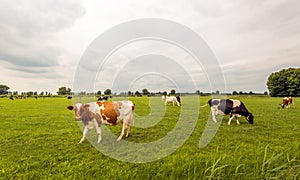 Black and red spotted cows grazing in the Dutch meadow