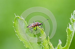 Black & Red Squash bug on grass