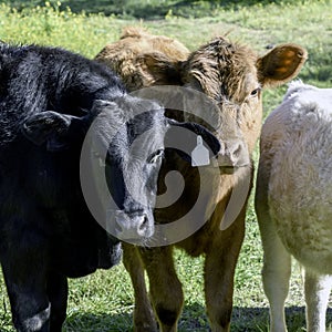 Black and red stocker calves