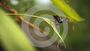 Black with red and white butterfly close up on a leaf