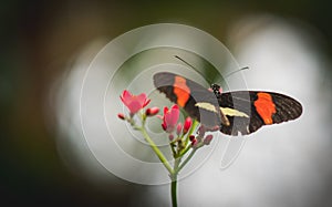 Black with red and white butterfly close up on a leaf