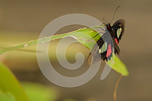 Black with red and white butterfly close up on a leaf