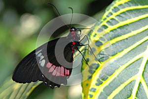 Black red and white butterfly on leaf