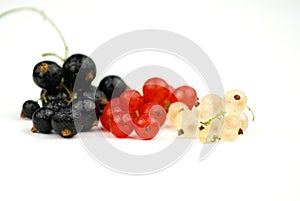 Black, Red and White Currant