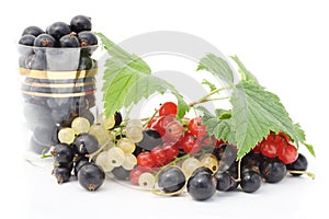 Black, red and white currant
