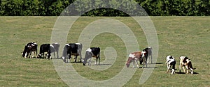 Black and red and white Holstein heifers eating grass in the meadow