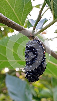 Black Mulberries or Morus Alba photo
