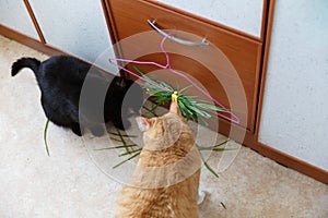 Black and a redhead cat eat green grass to improve digestion. Bunch of green grass for cats in the apartment