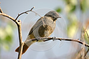 Black redstart