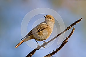 Black Redstart